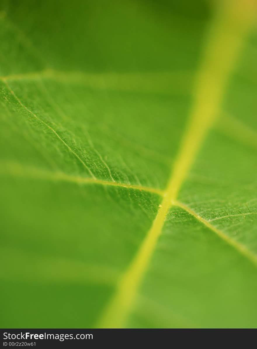 A macro depth of field background of a fresh green leaf. A macro depth of field background of a fresh green leaf.