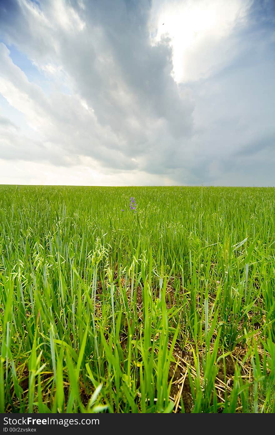 Earth & sky: green grass under sunlight. Earth & sky: green grass under sunlight