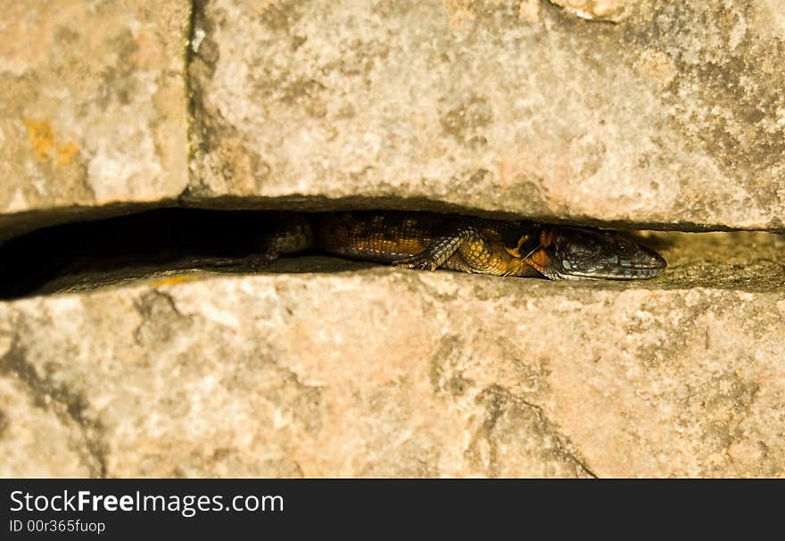 Gods window small colourful lizard hiding between two rocks South Africa. Gods window small colourful lizard hiding between two rocks South Africa