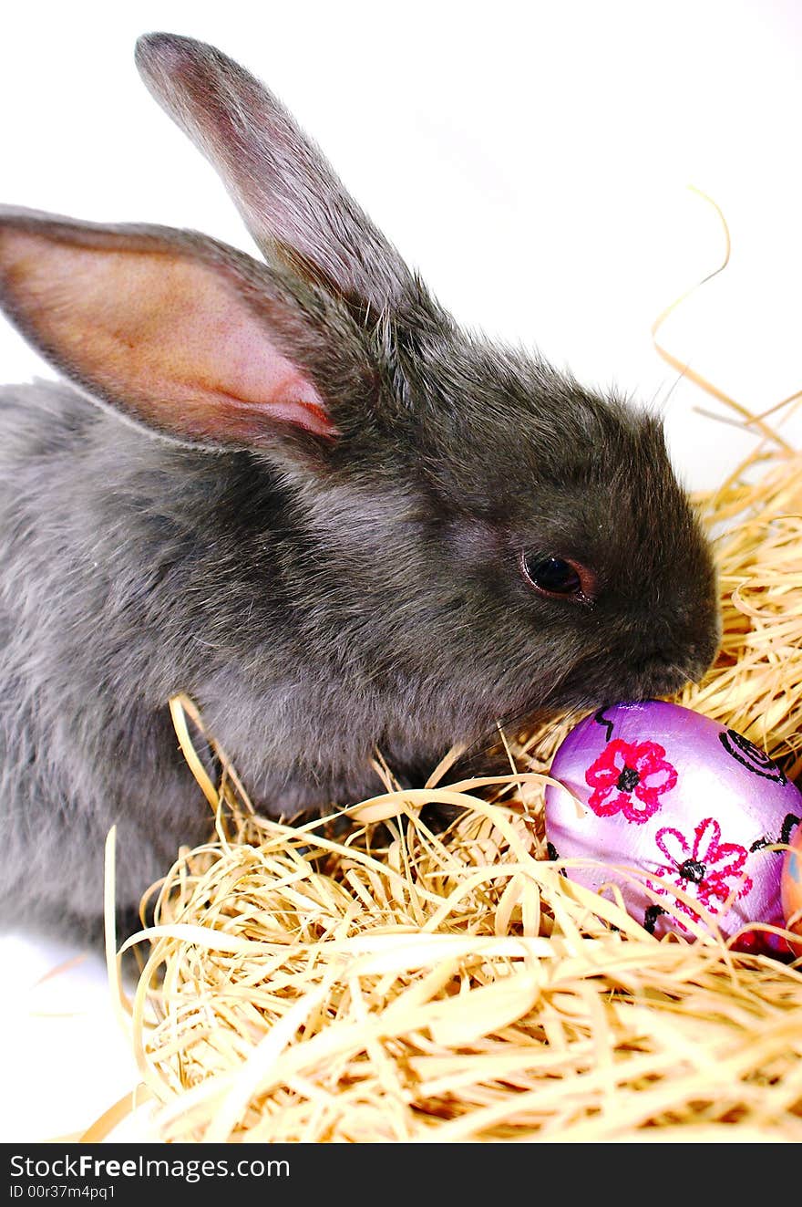 Rabbit on white background with easter eggs