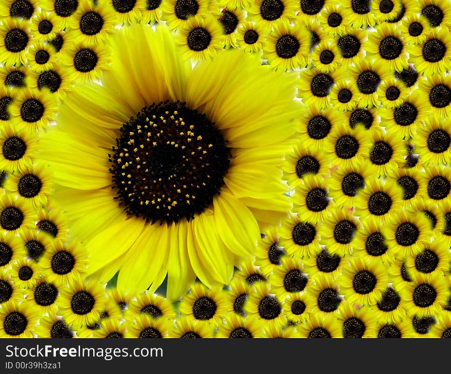 Sunflower - Mother With Children