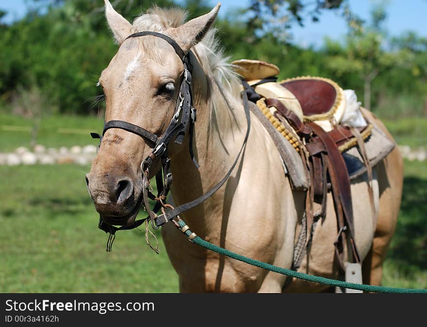 The portrait of a horse that lives and works in an ecological park in Belize. The portrait of a horse that lives and works in an ecological park in Belize.