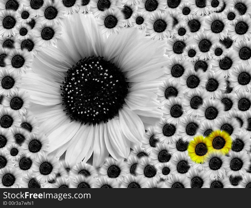 Big sunflower with small sunflowers - mother with many children in black and white mood. Big sunflower with small sunflowers - mother with many children in black and white mood.