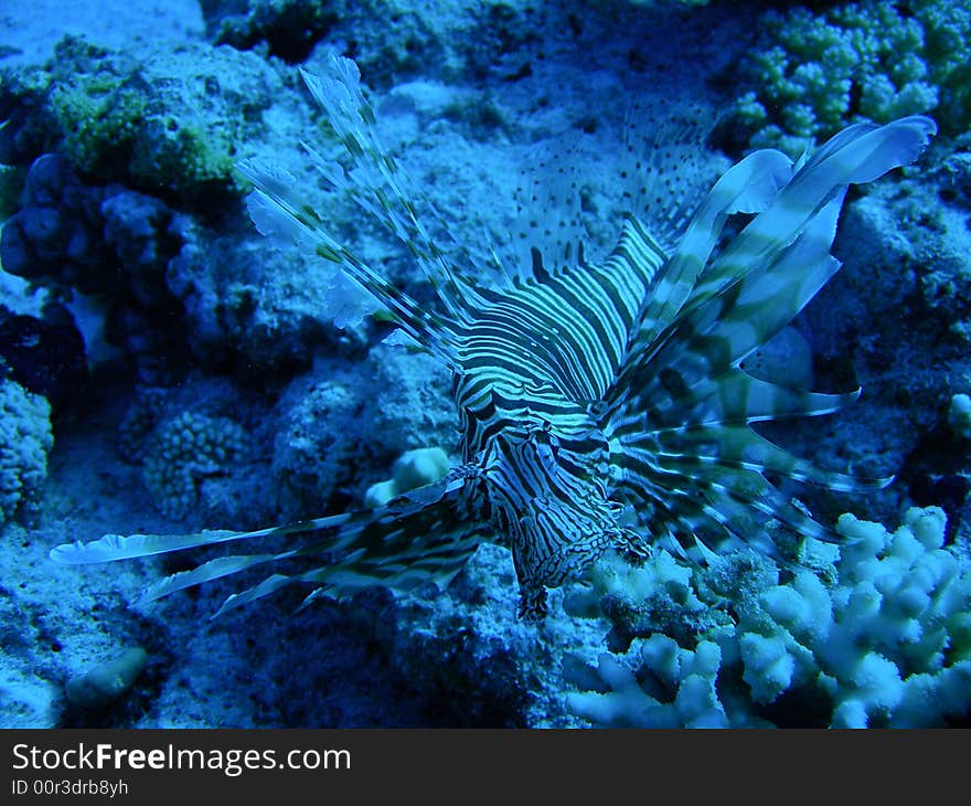 Lionfish