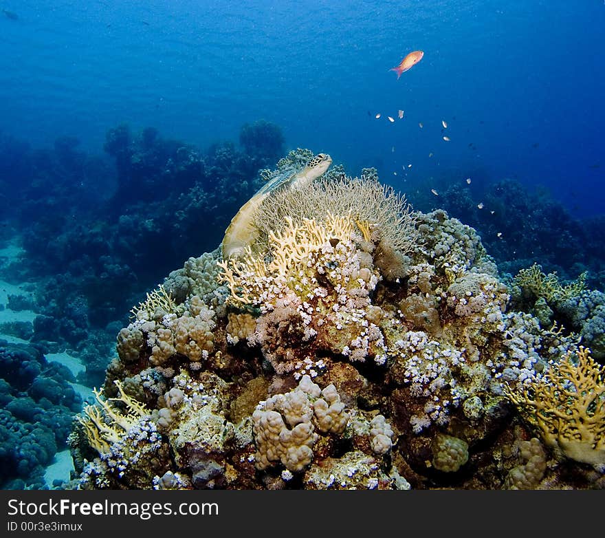 Corals Of The Red Sea