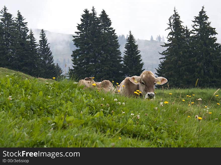 Swiss cow on the meadow