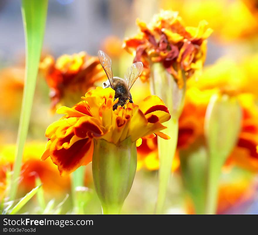 Big bee looking for pollen in the middle of colorful flowers