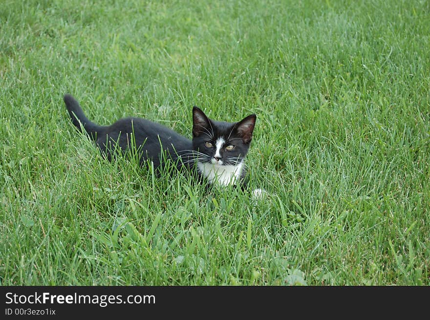 Black and white kitty in grass.