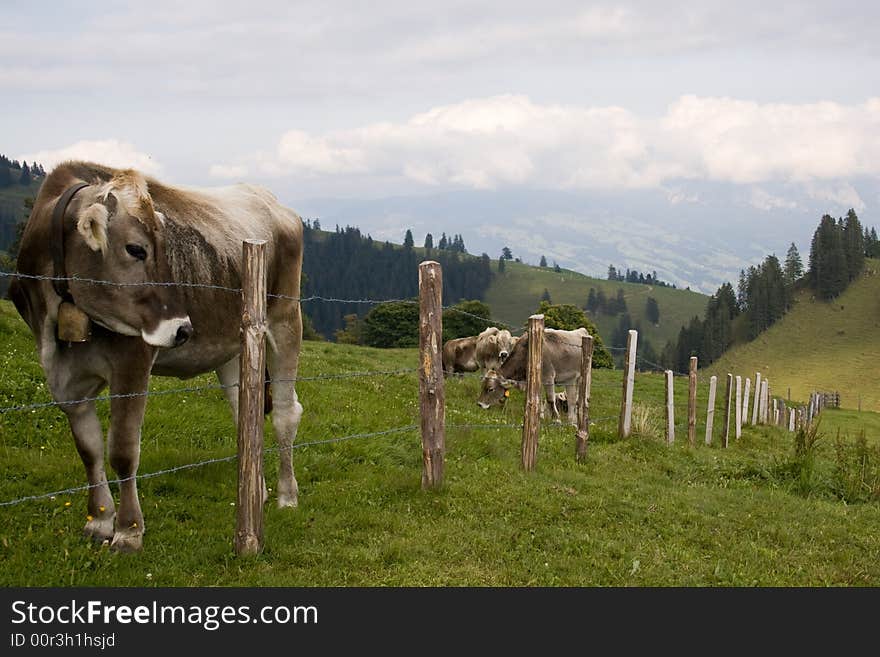 Cows on the meadow.