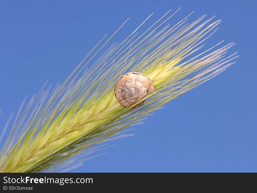 Snail On A Grass Leaf