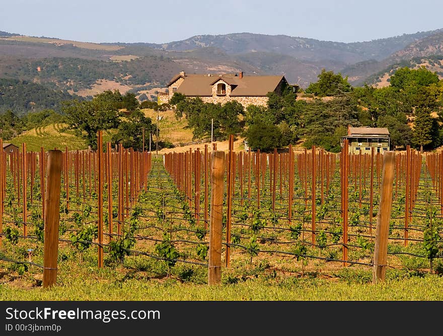 Napa Valley vineyard at sunset in California