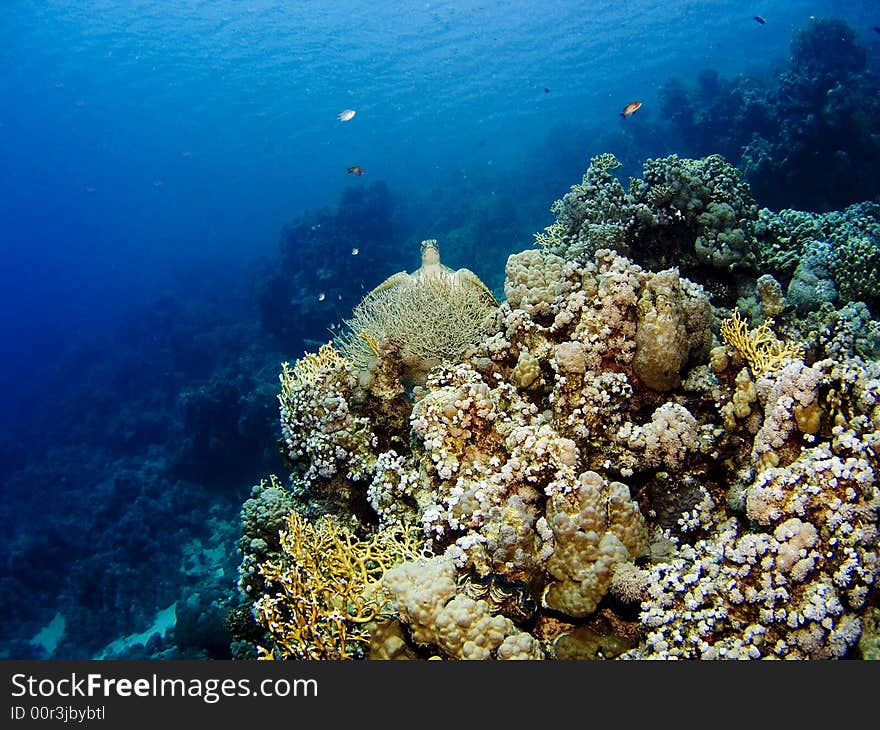 Corals of the Red Sea