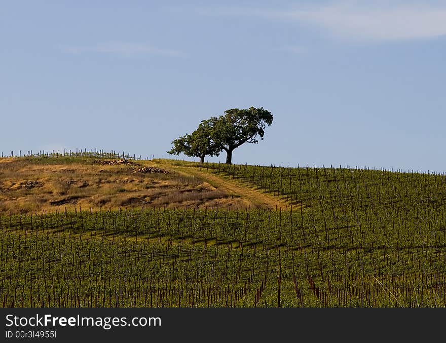 Lonely tree in the middle of Napa Valley vineyard