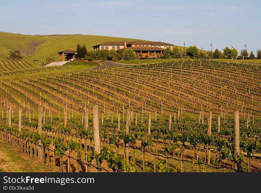 Napa Valley vineyard at sunset