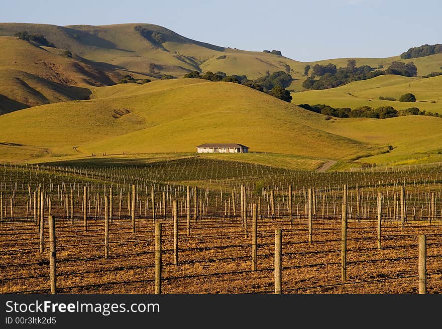 Napa Valley vineyard at sunset in California