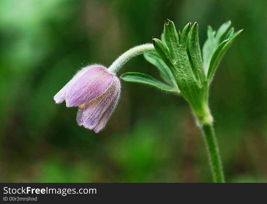 Pasque Flower