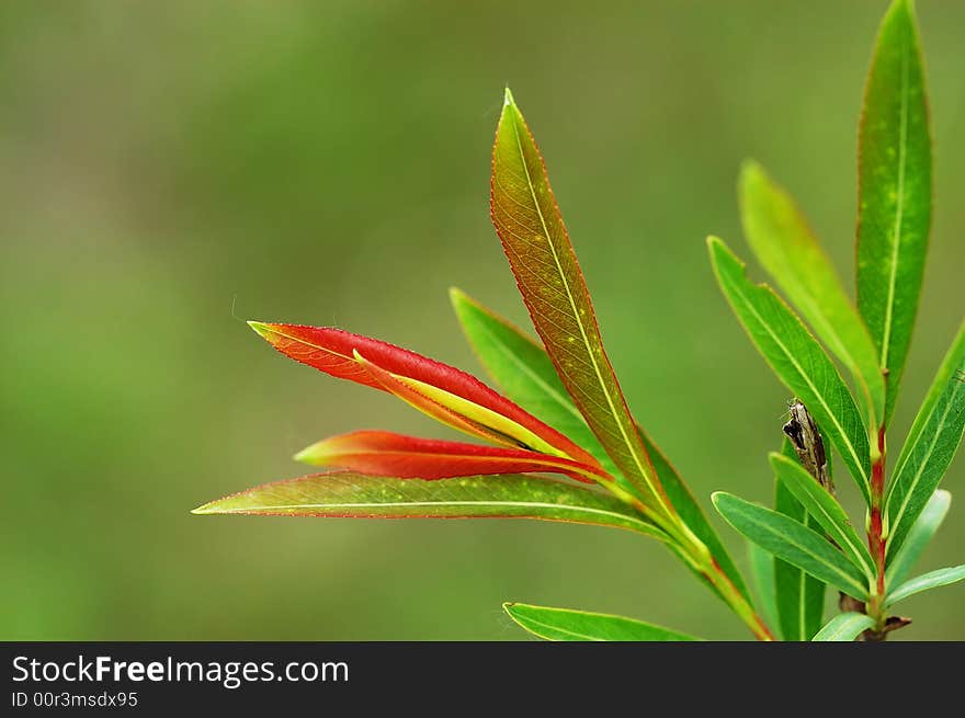 Fresh leafs