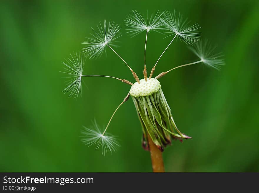 A close-up shot of seeded dandelion