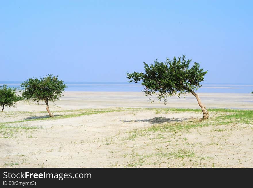 Elm trees in the desert. Elm trees in the desert