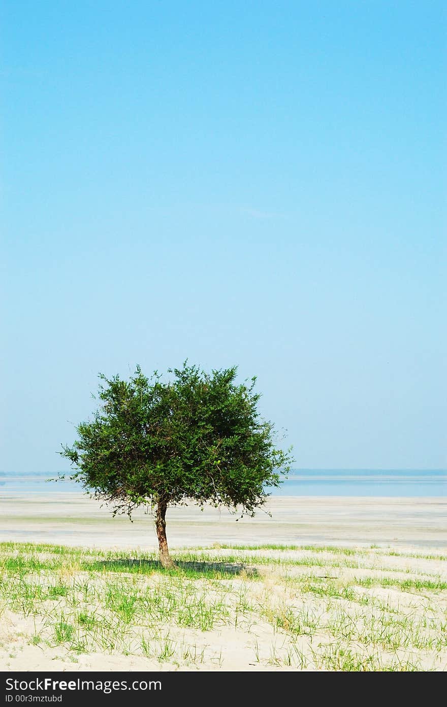 Lonely elm tree in the desert, blue the sky. Lonely elm tree in the desert, blue the sky