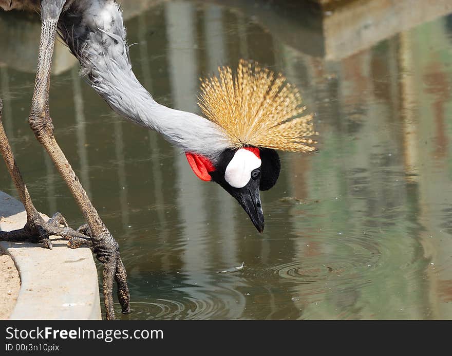 Crowned Crane