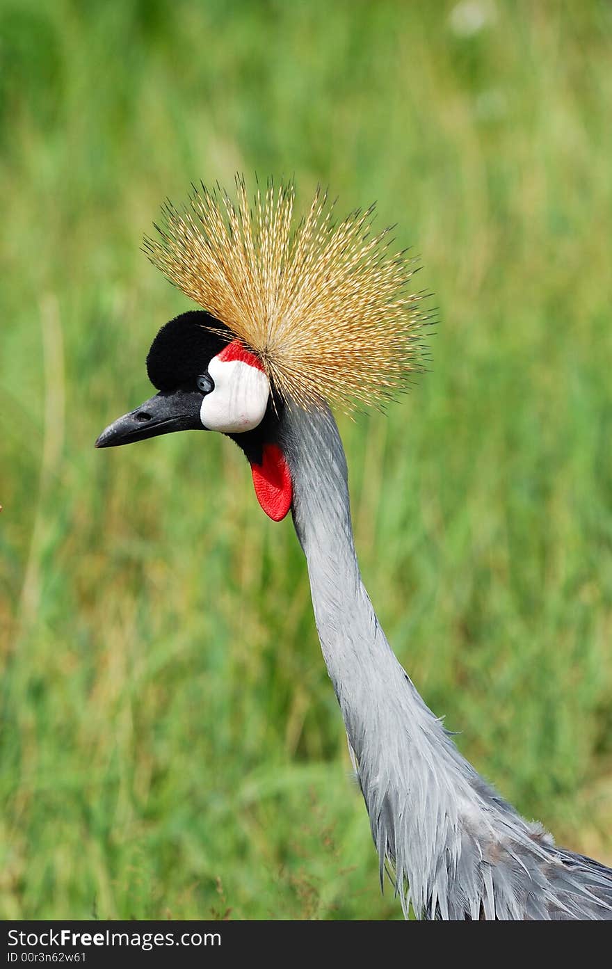 African Crowned Crane