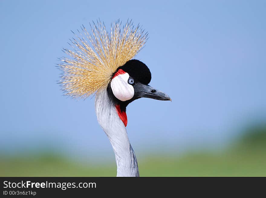 Crowned crane