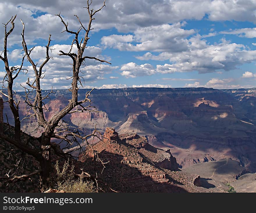 Scenic view of a dead tree at the top of the Grand Canyon in Arizona. Scenic view of a dead tree at the top of the Grand Canyon in Arizona