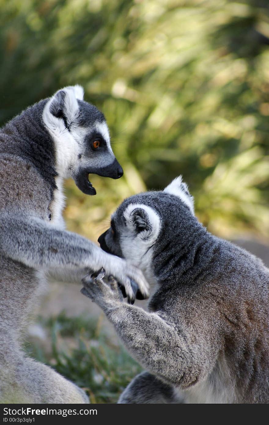 Lemurs