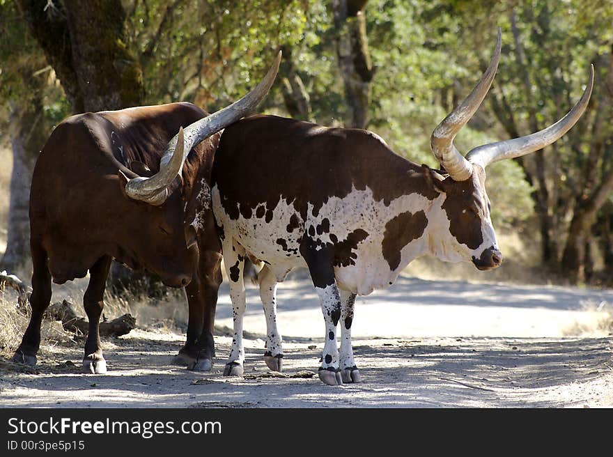 Water buffalos