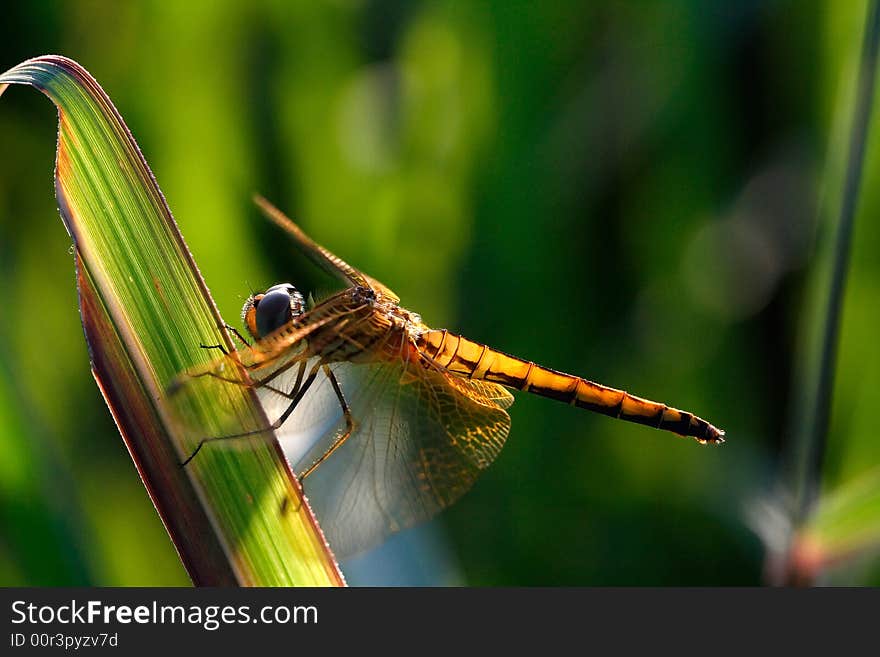 Dragonfly on the leaf