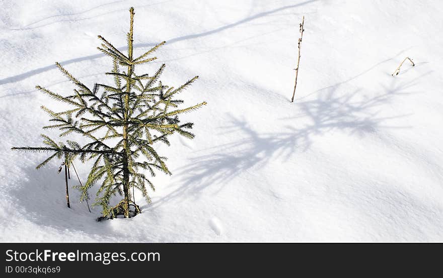 Small evergreen, a coniferous tree. Winter � a frosty sunny day. Small evergreen, a coniferous tree. Winter � a frosty sunny day.