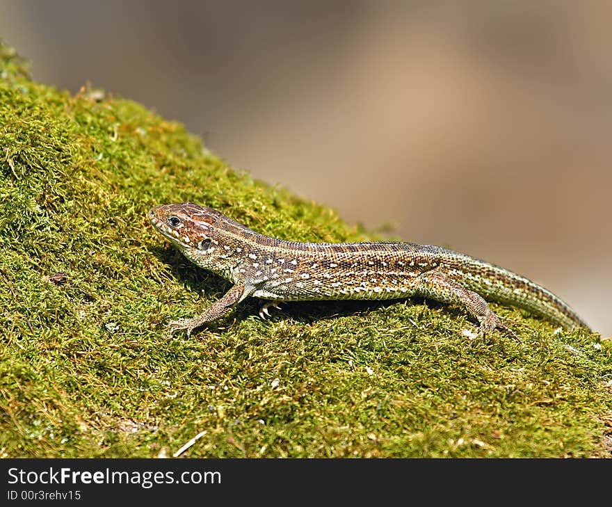 Lizard. Russian reserve, Voronezh area.