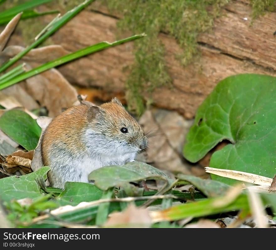 Mouse. Russian nature, Voronezh area.