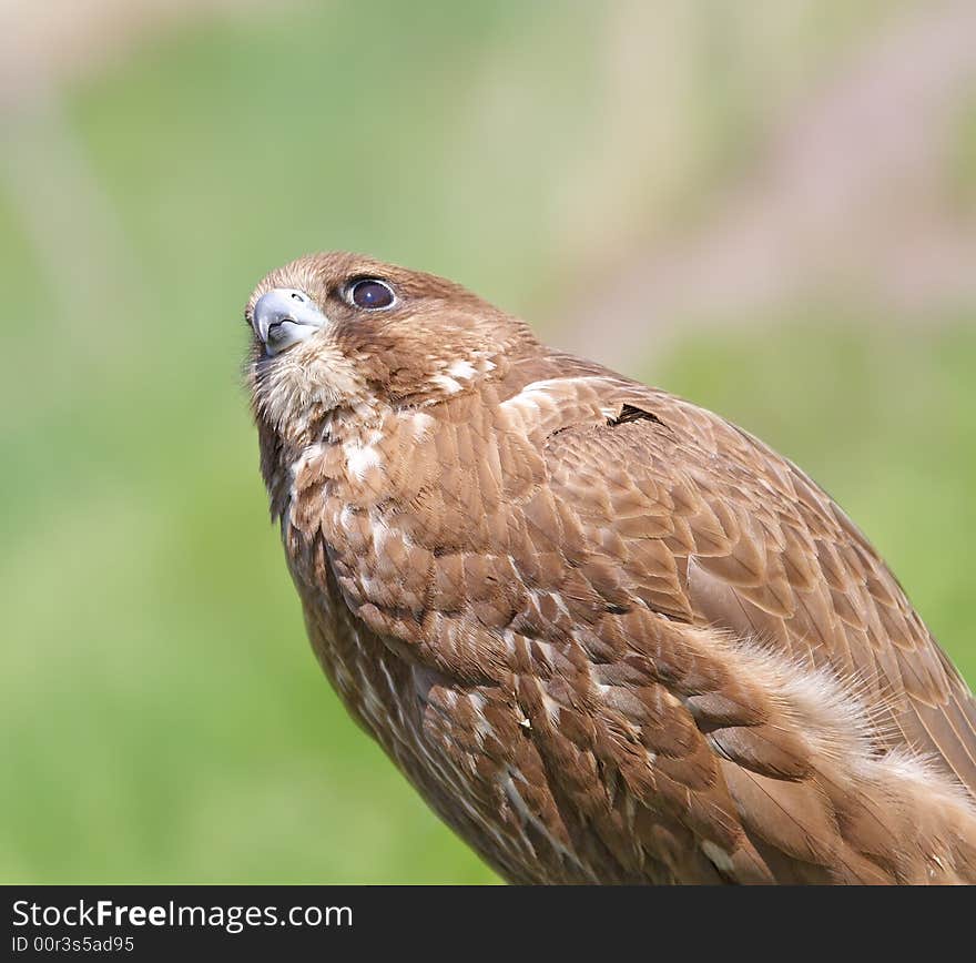 Falcon ( Falco cherrug )