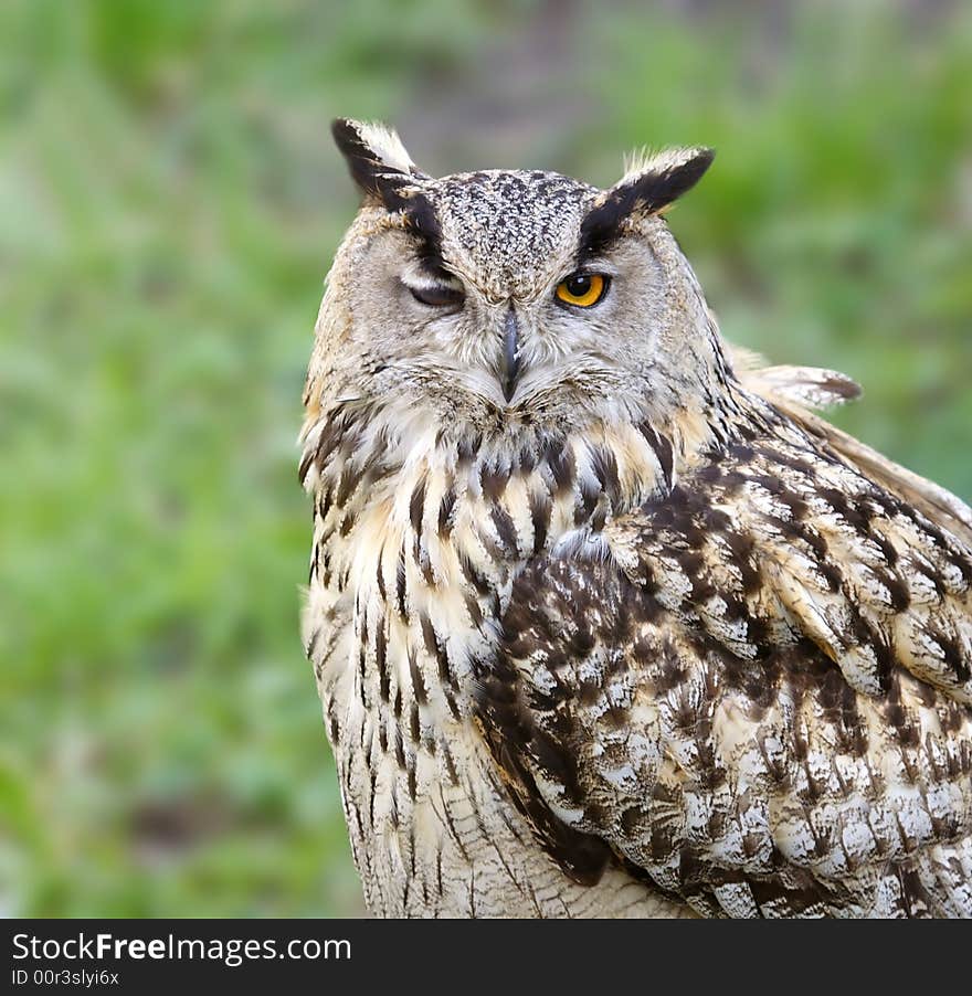 Eagle owl. Russian nature, Voronezh.