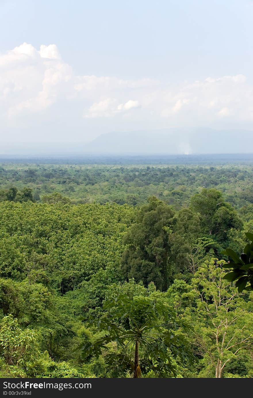 A dense green jungle till the horizon. A dense green jungle till the horizon