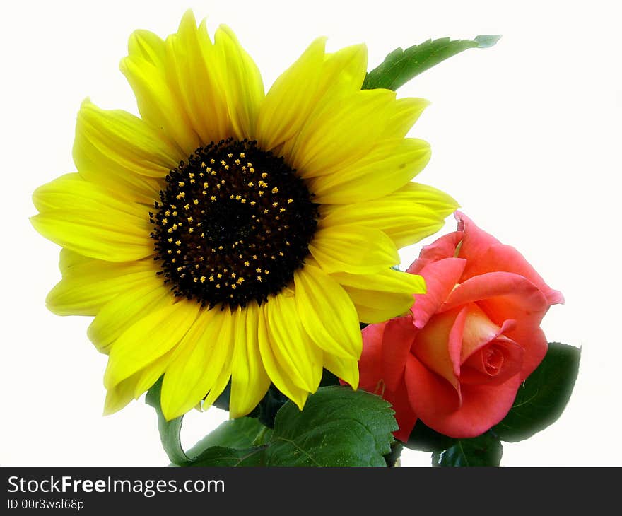 Nice yellow sunflower with red rose on white background. Nice yellow sunflower with red rose on white background.