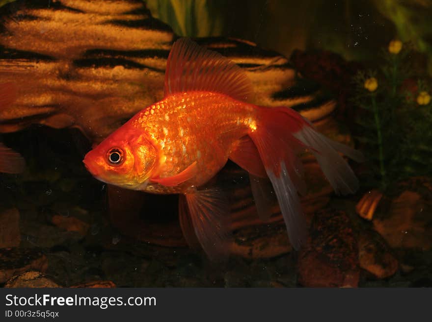 Gold fish in aquarium