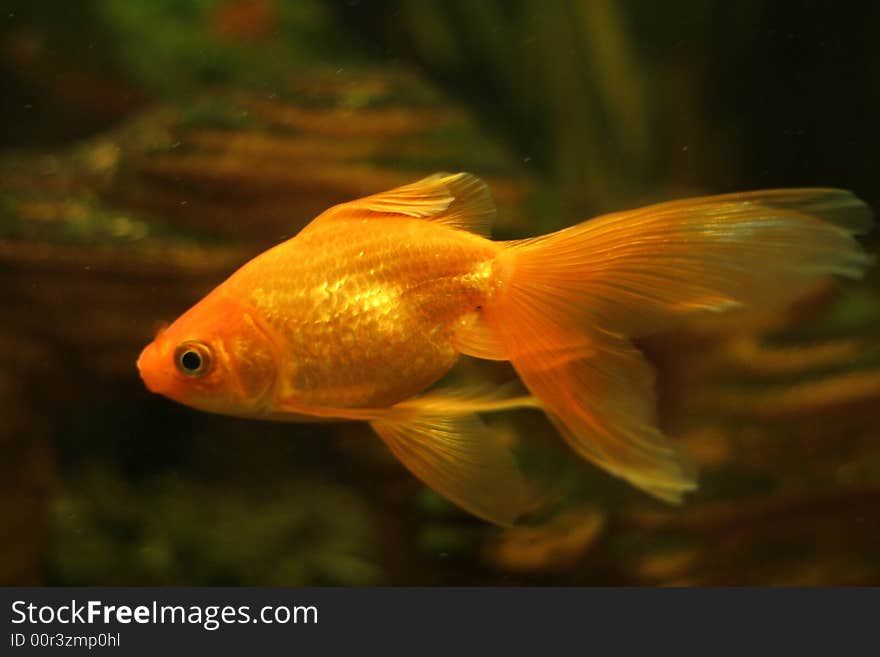 Gold small fish in an aquarium. Gold small fish in an aquarium