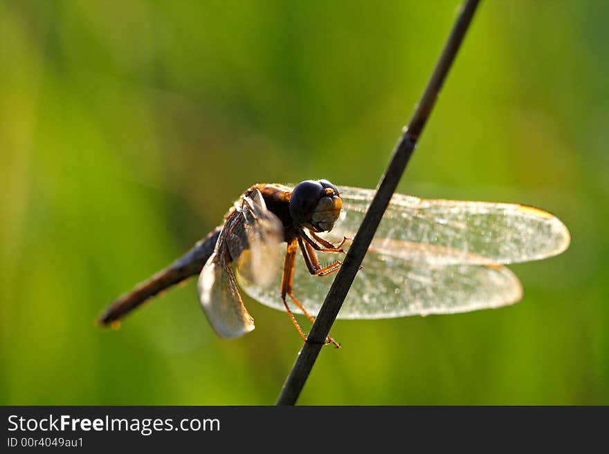 It is a dragonfly on the dress.It is very beautiful.