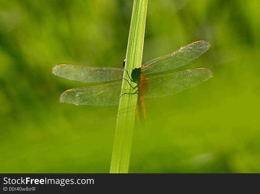 It is a dragonfly on the dress.It is very beautiful. It is a dragonfly on the dress.It is very beautiful.