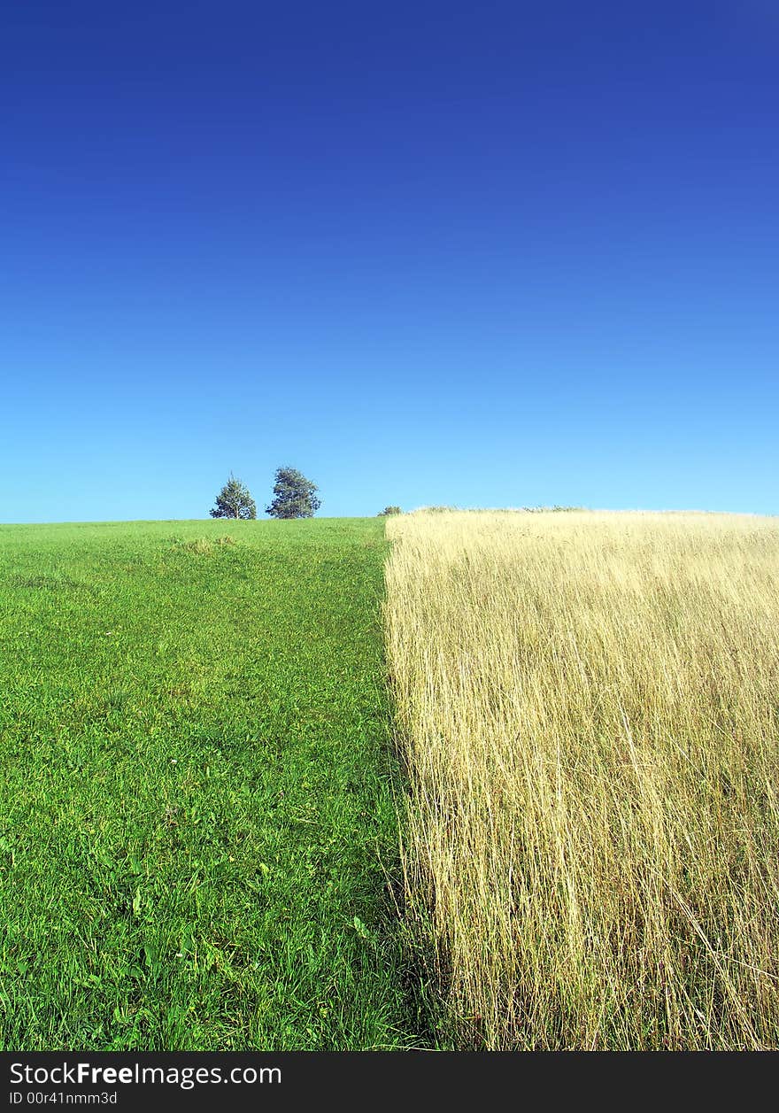 Peaceful green/gold field with trees. Peaceful green/gold field with trees