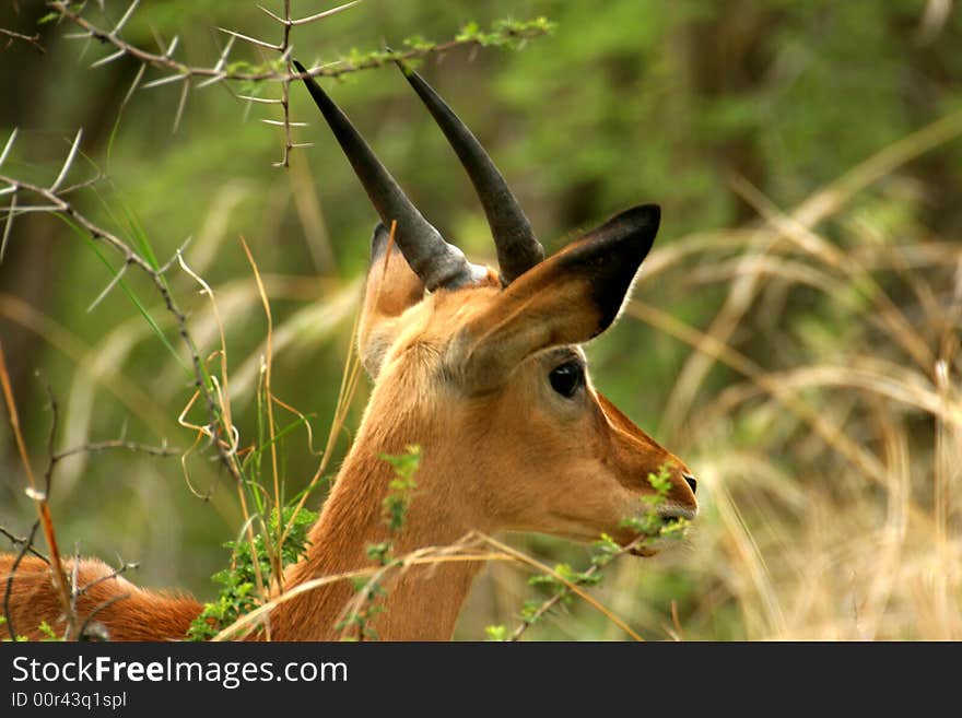 Head of young male impala in the grass in the Mabalingwe Reserve (South Africa). Head of young male impala in the grass in the Mabalingwe Reserve (South Africa)