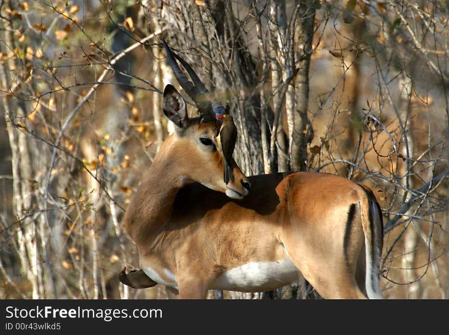 Impala with Oxpecker on its head in the Kruger National Park (South Africa). Impala with Oxpecker on its head in the Kruger National Park (South Africa)