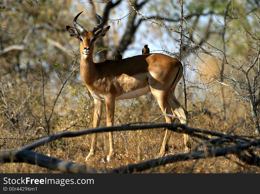 Impala with Oxpecker on its back in the Kruger National Park (South Africa). Impala with Oxpecker on its back in the Kruger National Park (South Africa)