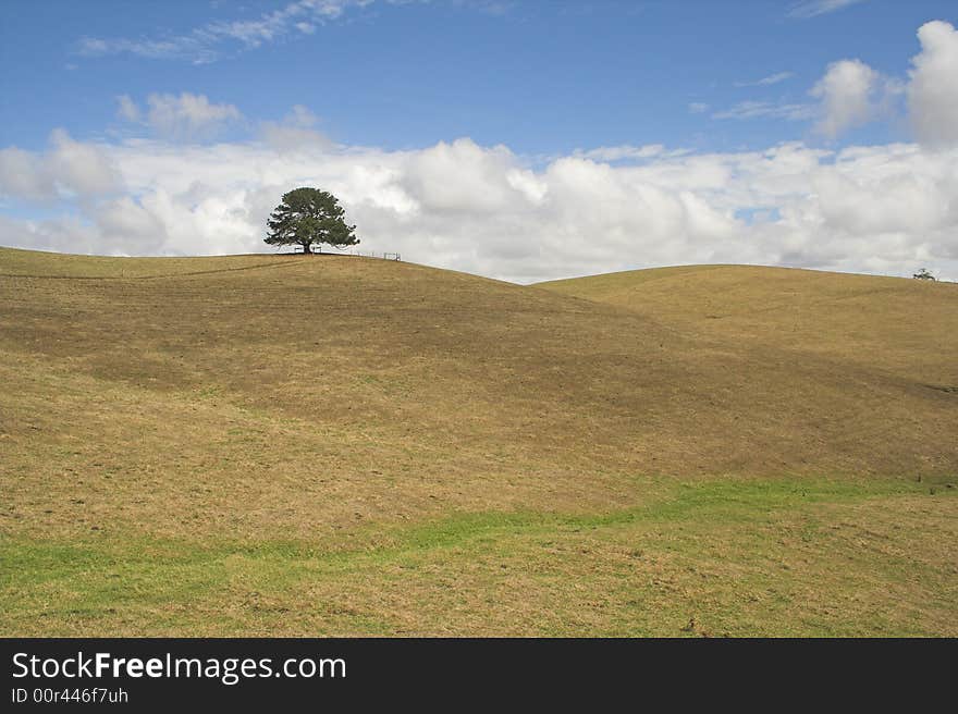 Lonely tree