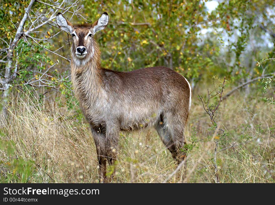 Proud Waterbuck in the grass in the Kruger National Park (South Africa)