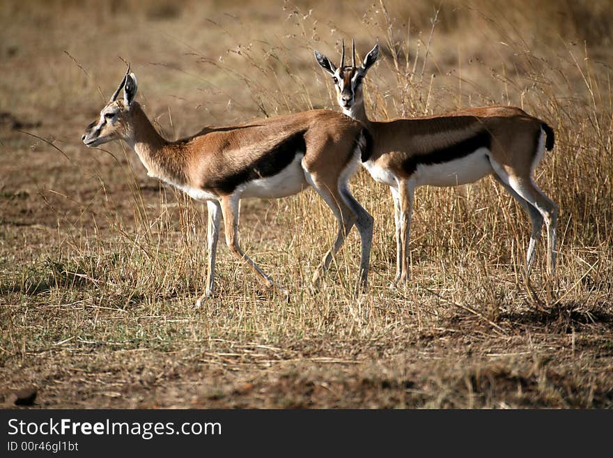 Springbok on the grasslands of the Masai Mara Reserve (Kenya)