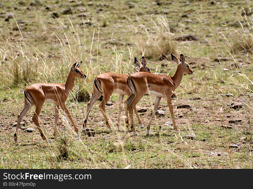 Group of baby impala in the Masai Mara Reserve (Kenya)